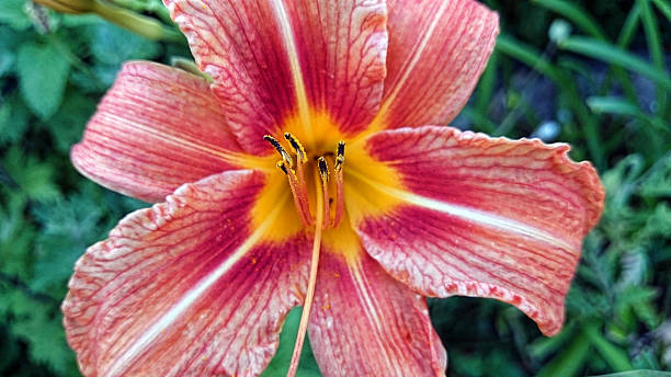 Hemerocallis Daylily Hemerocallis Daylily close up hemerocallidoideae stock pictures, royalty-free photos & images