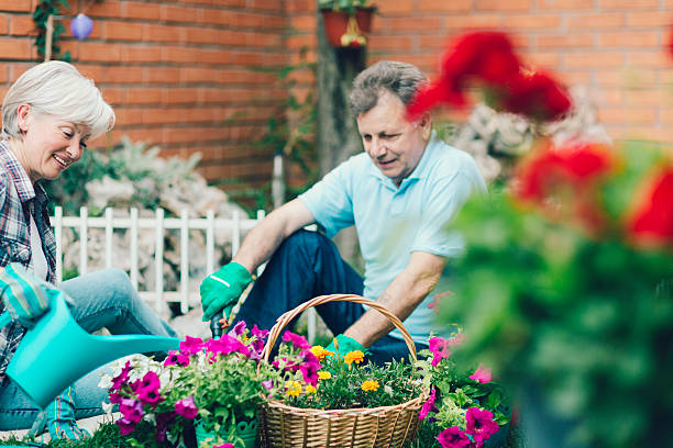 istock Senior Couple Gardening Together In A Backyard. 477602412