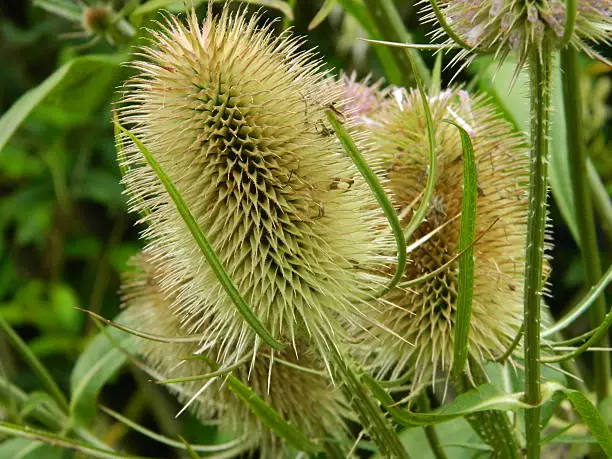 Teasels with prickly stems and leaves, a native to the English countryside