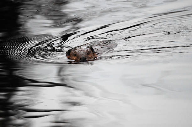 Beaver Beaver Swimming in Lake beaver dam stock pictures, royalty-free photos & images