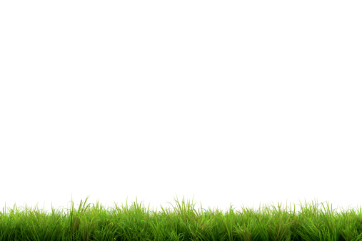 Green grass isolated