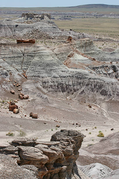 istock Petrified Forest of the Past 477603223