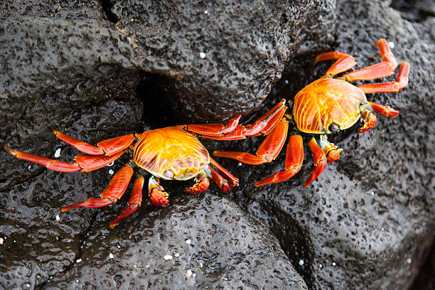 istock Two sally lightfoot crabs on a black lava rock 477603644