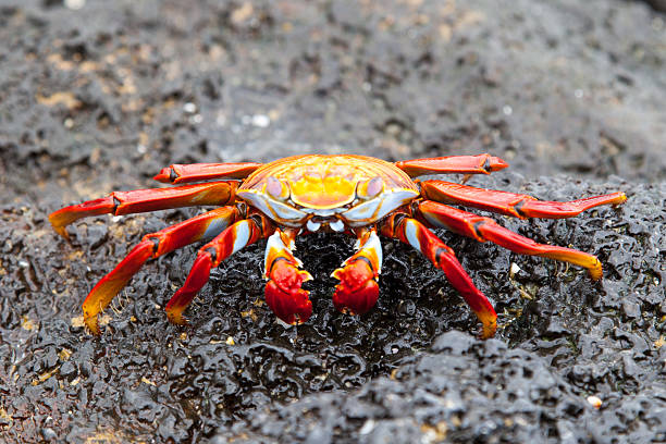 istock Sally lightfoot crab on a black lava rock 477603648