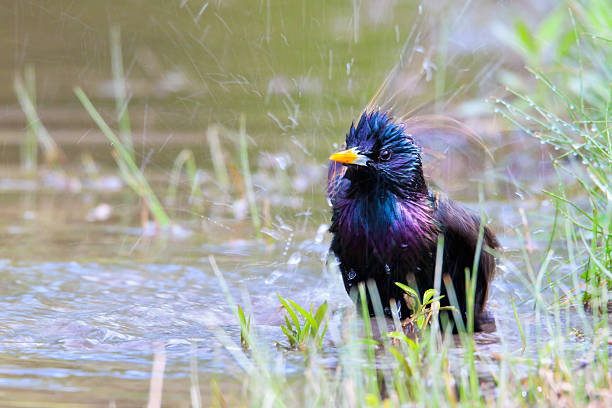 A European starling bathing in a stream