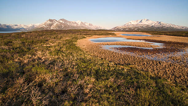 istock Canadian Tundra in Evening Light. 477603896