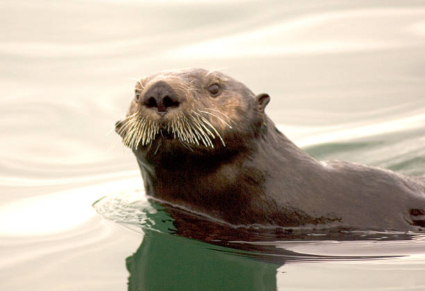 istock Close-up of a Sea Otter 477603947