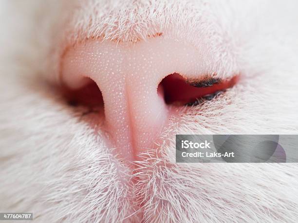 Testa Di Un Gatto - Fotografie stock e altre immagini di Animale da compagnia - Animale da compagnia, Bianco, Close-up