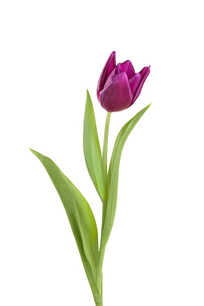 istock tulip flower  on a stem with leaves 477605439