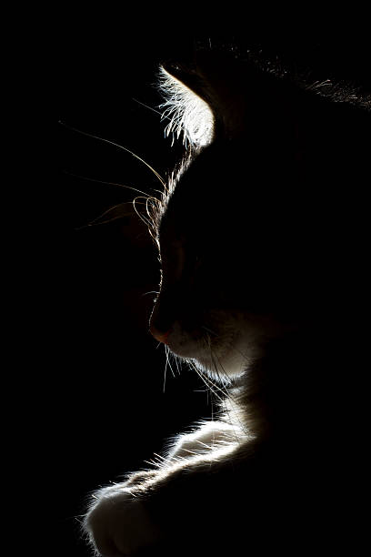 istock silhouette of a beautiful sleeping cat on a black background 477605547