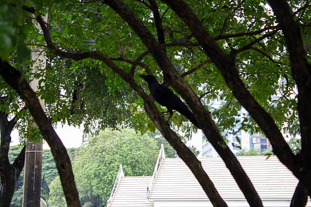 istock Crow on a branch in Suan Lumpini Park, Bangkok 477605719