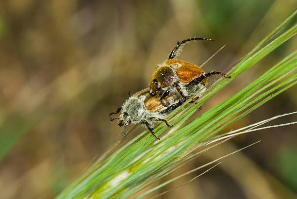 istock Coupling act in beetle family 477605803