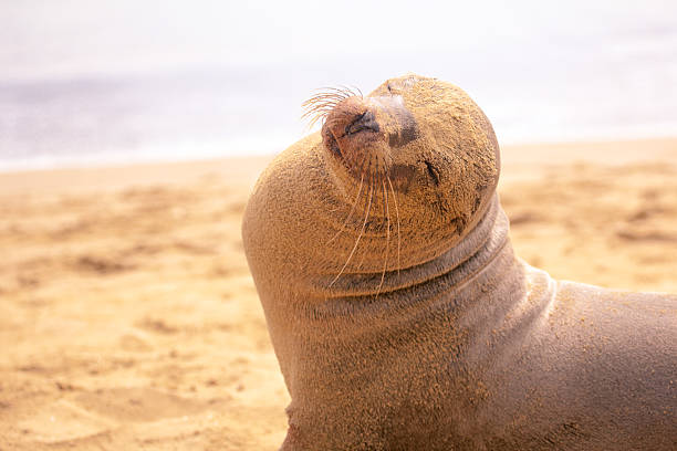istock Sea lion play sand on the beach 477606200