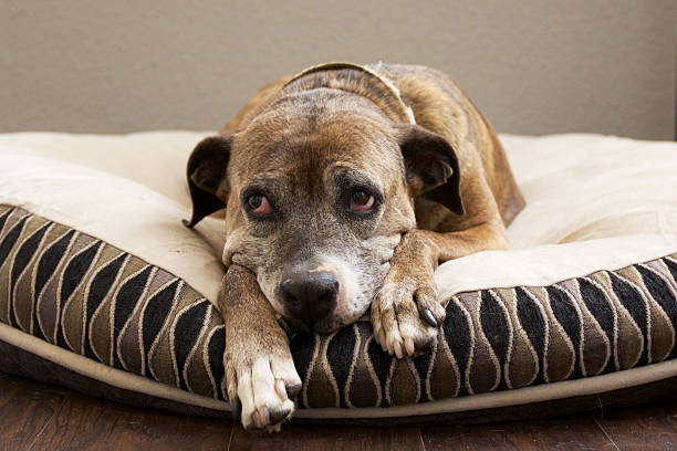 istock Sad Brown Dog on Bed 477606390