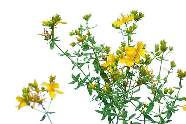 istock Flower of Hypericum isolated on white 477606444