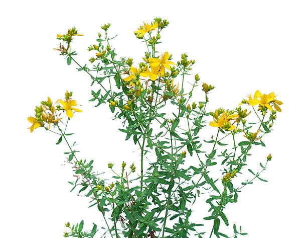 istock Flower of Hypericum isolated on white 477606450