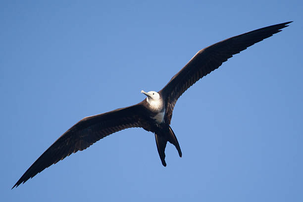 weibliche prachtfregattvogel vogel fliegt über dem kopf - feather magnificent frigate great frigate frigate stock-fotos und bilder
