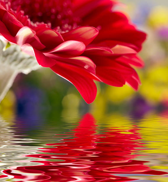 closed up plumeria flower in water