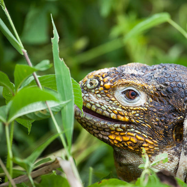 istock Galapagos land iguana eating leaves 477607632