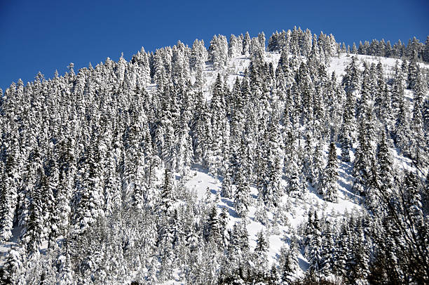 istock Snowy Fir Forest on the Hill 477609363