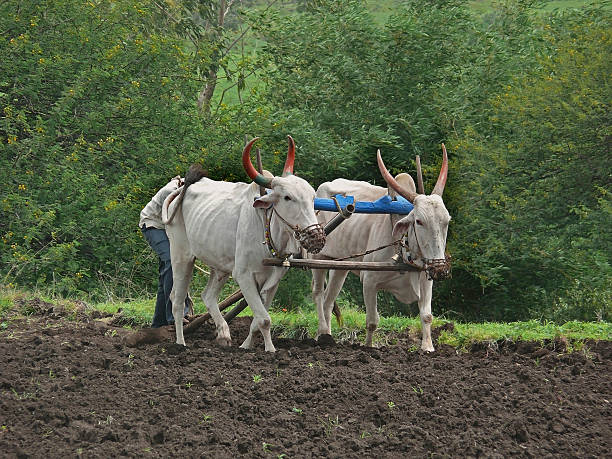 istock farmer is ploughing a field by a traditional way, Maharashtra, 477609585