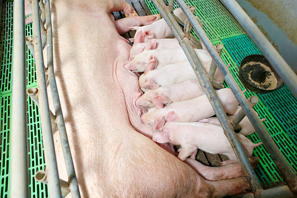 istock Little piglets suckling their mother 477609634