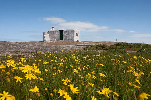 Wild flowers growing on rocky outcrop around old look out post in Western Cape South Africa