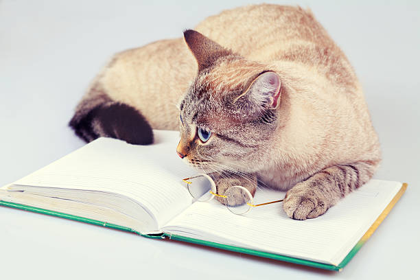 istock Business cat with book and glasses 477612206