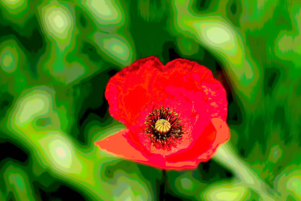 istock Red Poppy, Blowing in the Wind (Posterized) 477612278