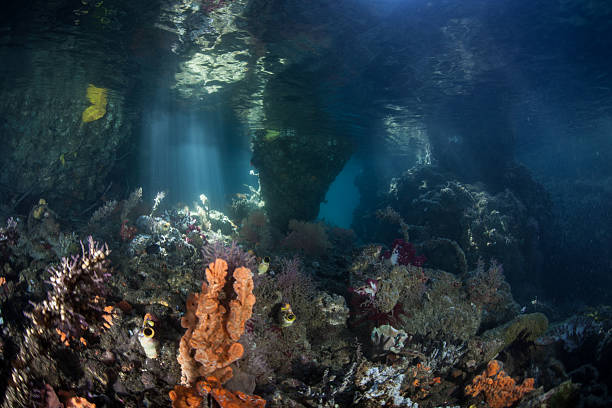 istock Sunlight, Shadows, and Marine Life in Channel 477612370