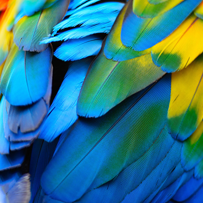 Beautiful nature background texture of Scarlet Macaw feathers pattern