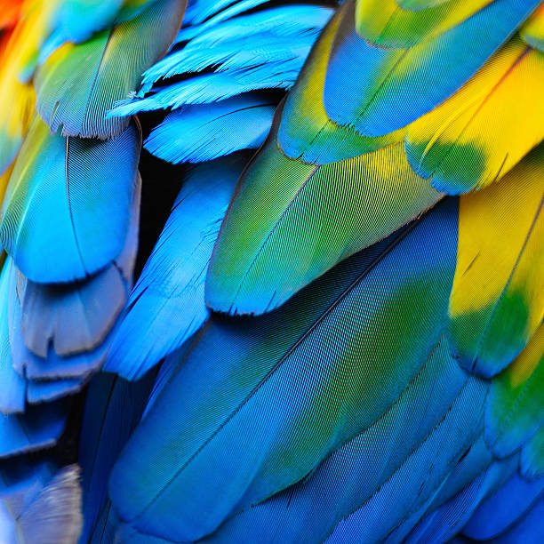 Scarlet Macaw feathers stock photo
