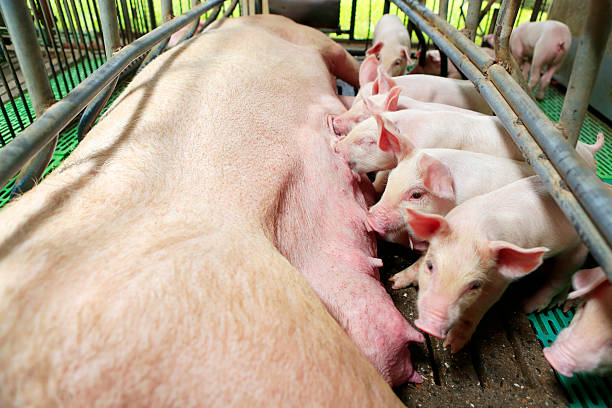 istock Little piglets suckling their mother 477613184