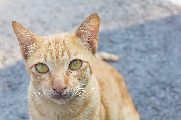 istock Vagrant cat on the street 477613404