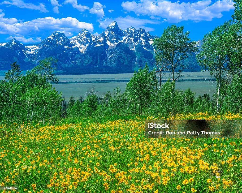 Spring wildflowers in Grand Teton National Park, WY Spring meadow of wildflowers fill the foreground leading back to the Grand Teton Range and the sky has wispy clouds, Wyoming 2015 Stock Photo