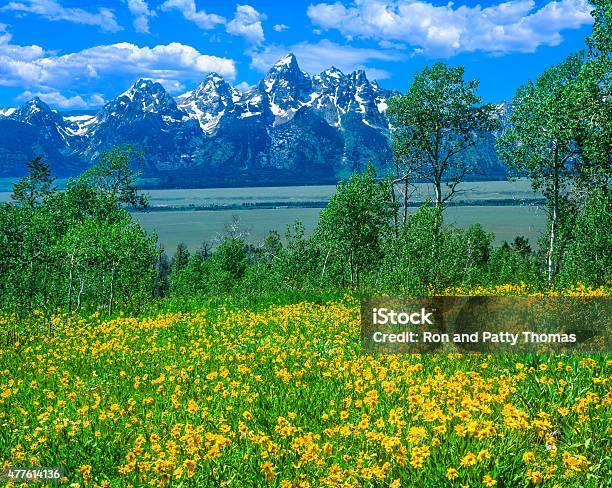 Spring Wildflowers In Grand Teton National Park Wy Stock Photo - Download Image Now