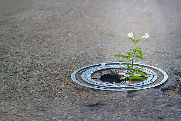 istock White flower growing in broken metal pipe on street 477614424