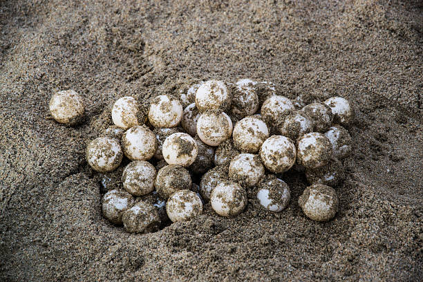 Sea turtle eggs Picture of sea turtle eggs in the shores of Ixtapa, Zihuatanejo in the Pacific coast of Mexico. State of Guerrero. Picture was taken while local conservationists dug out the eggs to transport them to a protected breeding zone. Picture taken early in the morning sea turtle egg stock pictures, royalty-free photos & images