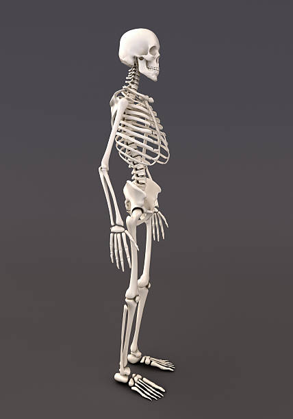 istock Skeleton of a gray background 477614547