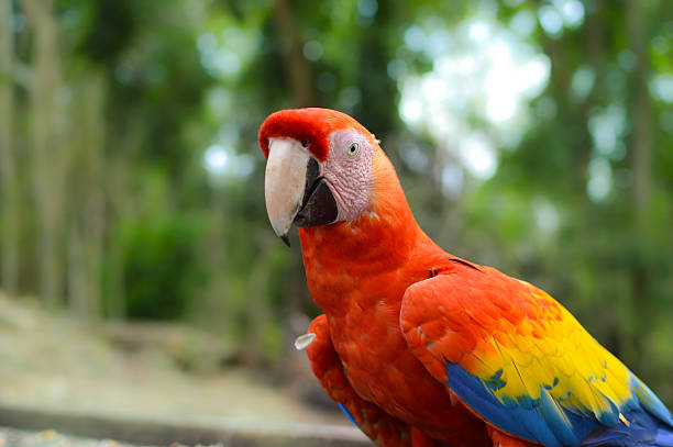 istock Macaw parrots come for feeding to Copan Ruins in Honduras 477614808