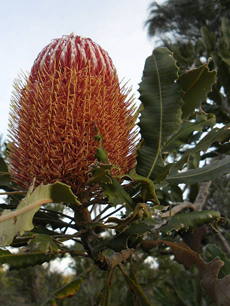 istock Banksia Flower In Sinagra Bush Land 477615030