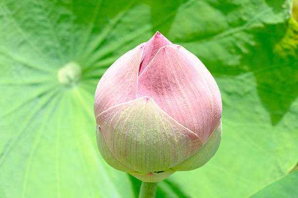 istock pink lotus flower 477619690