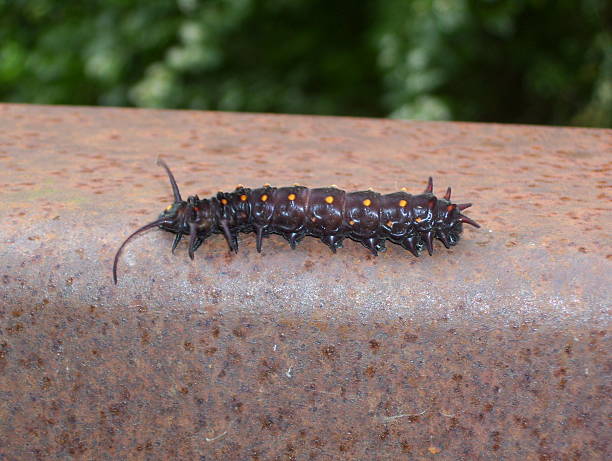Dark Brown Caterpillar on a Rusty Metal Railing stock photo