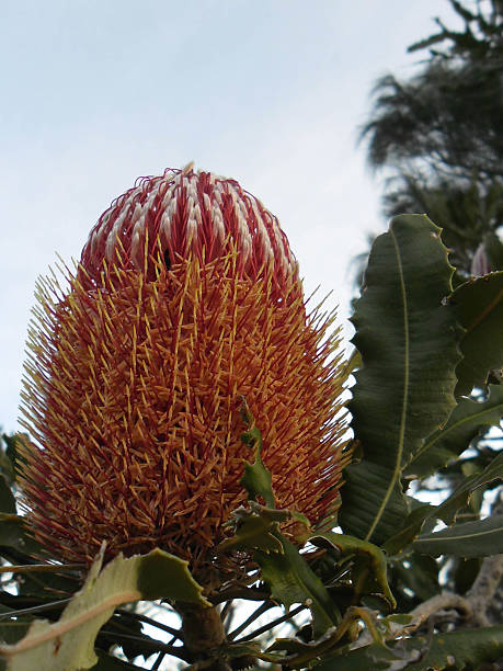 istock Banksia Flower In Sinagra Bush Land 477620362