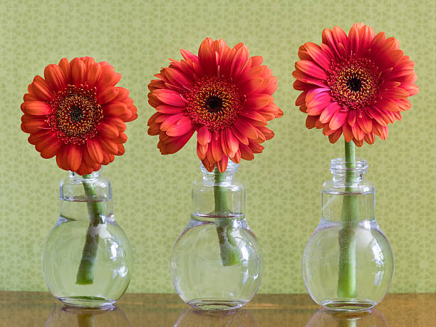 istock Three Colorful Daisy Flowers In Individual Vases 477620572