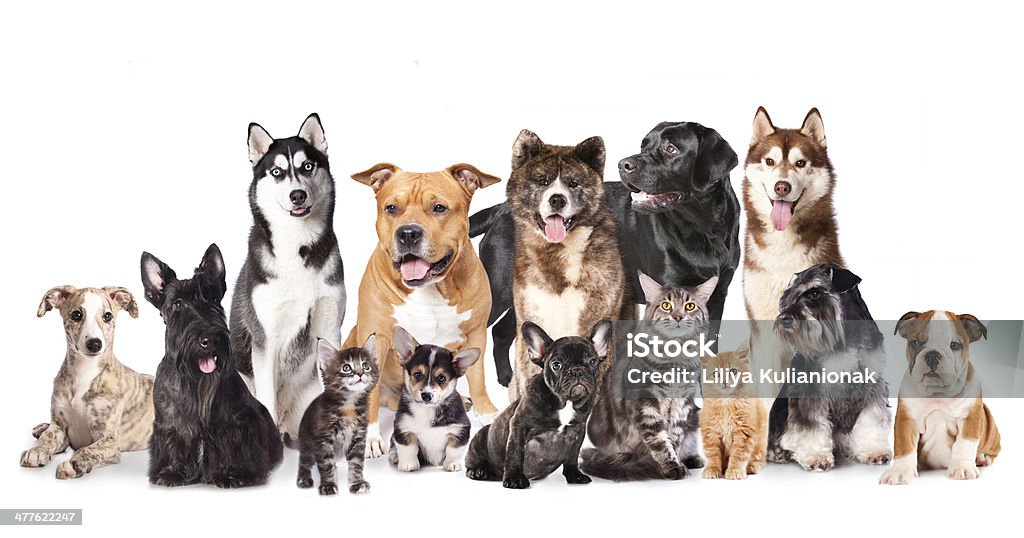 cats and dogs Group of Puppies and  kittens of different breeds, cats and dogs Akita - Dog Stock Photo