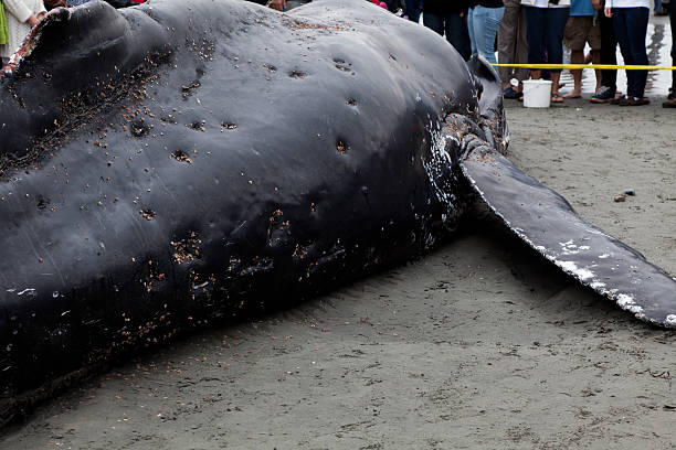 istock Juvenile Humpback whale washes ashore and died 477622379
