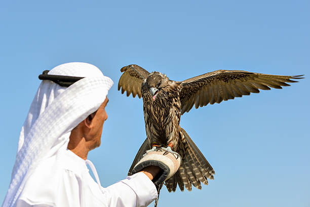 Emiratee with Saker Falcon Abu Dhabi, UAE - December 11, 2014: Man dressed in Arab attire and carrying a bird of prey saker stock pictures, royalty-free photos & images