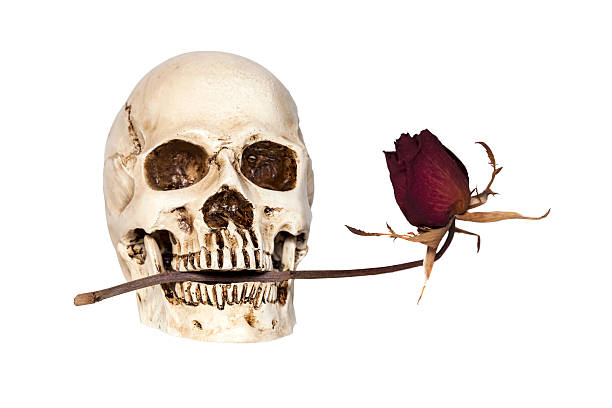 istock Human skull with dry rose in mouth 477623246