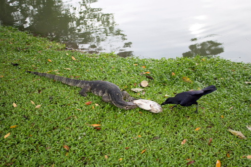 Crow and monitor contending a prey, Suan Lumpini, Bangkok 2
